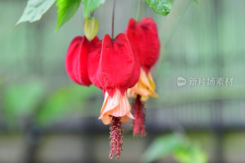 蒂罗尔灯/abutilon megapotamicum